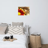 Floating Mum Floral Nature Photo Loose Unframed Wall Art Prints
