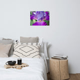 Glowing Iris Floral Nature Photo Loose Unframed Wall Art Prints