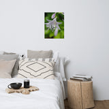 Hosta Bloom Floral Nature Photo Loose Unframed Wall Art Prints