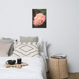 Pink and White Softened Rose Floral Nature Photo Loose Unframed Wall Art Prints
