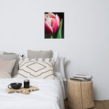 Pink and White Tulip Floral Nature Photo Loose Unframed Wall Art Prints