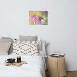 Spider Flower in Glory Light With Spotted Moth Floral Nature Photo Loose Unframed Wall Art Prints