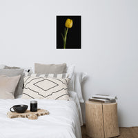 Yellow Tulip on Black Background Floral Nature Photo Loose Unframed Wall Art Prints