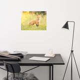 Baby Red Fox in the Sun Loose Wall Art Print
