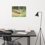Baby Red Fox On The Move Loose Wall Art Print