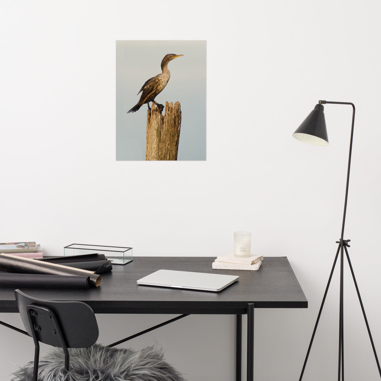 Double Crested Cormorant Bird / Animal / Wildlife Photograph Loose Wall Art Print