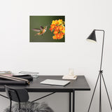 Hummingbird with Little Yellow-Orange Flowers Loose Wall Art Print