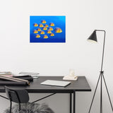School of Tropical Coral Fish Angelfish Isolated In Blue Ocean Water Animal Wildlife Photograph Loose Wall Art Print
