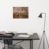 Ibis In The Cypress Trees Backwoods Coastal Landscape Photo Loose Wall Art Prints