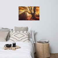 Old Magical Tree in Forest with Glory Rays Landscape Photo Loose Wall Art Prints