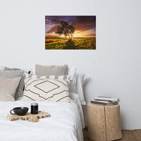 Countryside Olive Tree Sunset Landscape Photo Loose Wall Art Prints