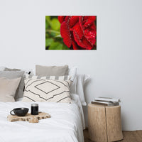 Bold and Beautiful Red Rose Floral Nature Photo Loose Unframed Wall Art Prints