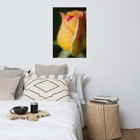 Dew on Yellow Rose Floral Nature Photo Loose Unframed Wall Art Prints