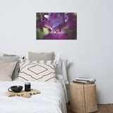 Glowing Iris Moody Midnight Floral Nature Photo Loose Unframed Wall Art Prints