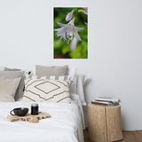 Hosta Bloom Floral Nature Photo Loose Unframed Wall Art Prints