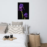 Iris on Black Floral Nature Photo Loose Unframed Wall Art Prints