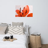 Lily Stigma Floral Nature Photo Loose Unframed Wall Art Prints