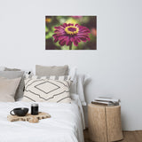 Moody Young-And-Old Age Pink Zinnia Floral Nature Photo Loose Unframed Wall Art Prints