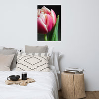 Pink and White Tulip Floral Nature Photo Loose Unframed Wall Art Prints