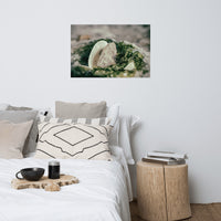 Seaweed and Shells Coastal Nature Photo Loose Unframed Wall Art Prints