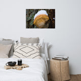 Snow Fungus Botanical Nature Photo Loose Unframed Wall Art Prints