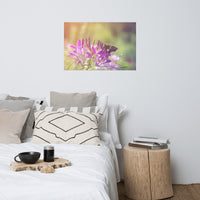 Spider Flower in Glory Light With Spotted Moth Floral Nature Photo Loose Unframed Wall Art Prints