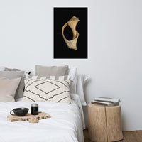 States of Erosion Image 2 Whelk Shell Coastal Nature Photo Loose Unframed Wall Art Prints
