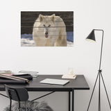 Aries the White Wolf Wildlife Photo Loose Wall Art Prints