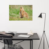 Baby Red Foxes Sibling Kisses Loose Wall Art Print