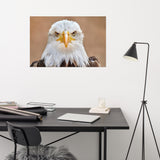 Bald Eagle Portrait Close-up 2 Loose Wall Art Print