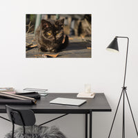 Chocolate the Stray Kitten Loose Wall Art Print