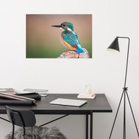 Common Kingfisher Bird on Perch Loose Wall Art Print