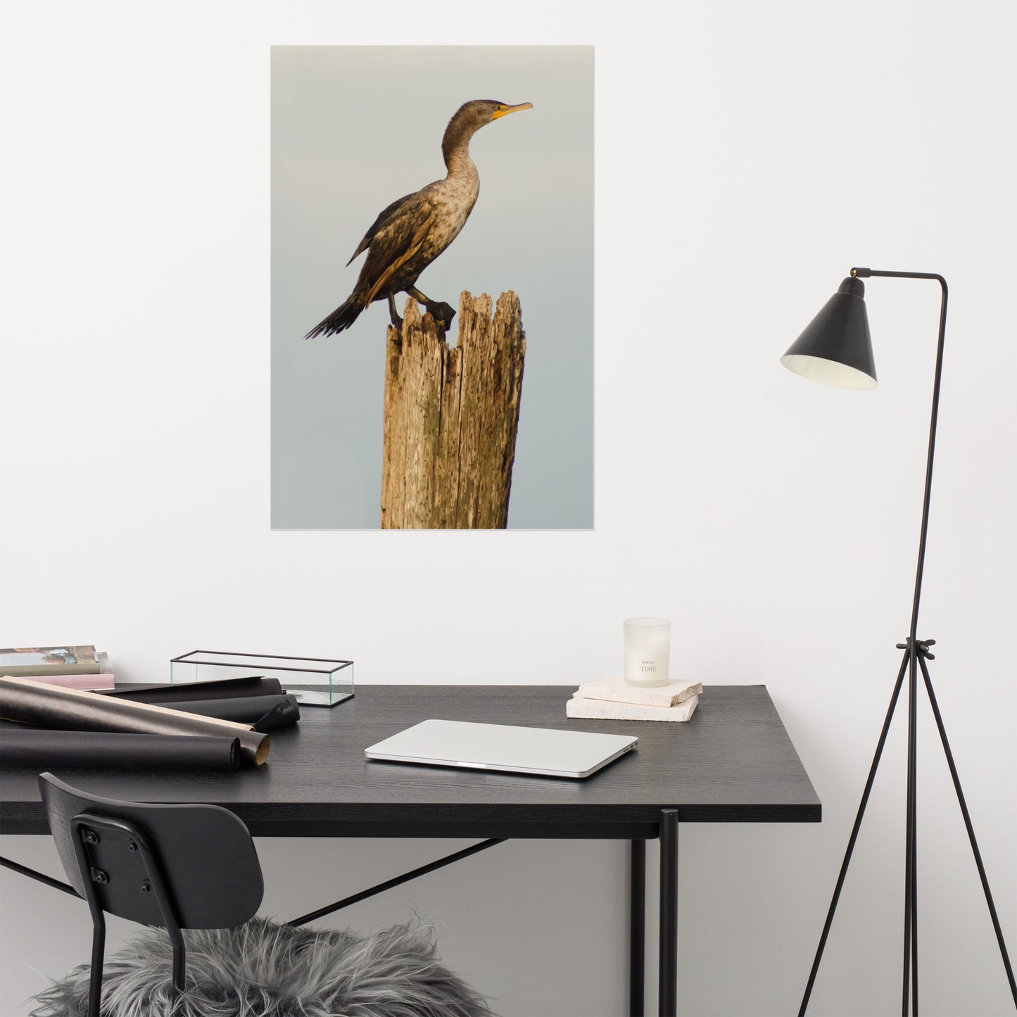 Double Crested Cormorant Bird / Animal / Wildlife Photograph Loose Wall Art Print