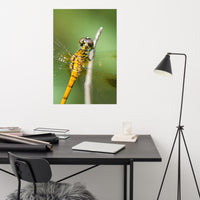 Dragonfly at Bombay Hook Loose Wall Art Print