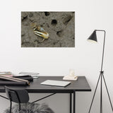 Fiddler Crab Loose Wall Art Print