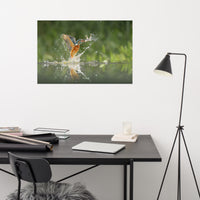 Flying Turquoise Blue and Orange Common Kingfisher Bird With Fish Loose Wall Art Print