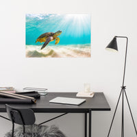 Hawaiian Green Sea Turtle In Turquoise Blue Sea and Sandbars Animal Wildlife Photograph Loose Wall Art Print