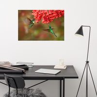 Hummingbirds with Reddish-Orange Flowers Loose Wall Art Print