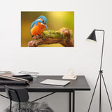 Kingfisher Bird on Perch 2 Loose Wall Art Print