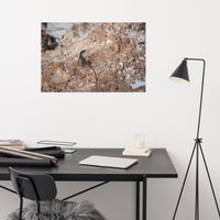 Lizard Rock Loose Wall Art Print