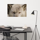 Wolf Eyes Loose Wall Art Print