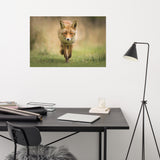 Young Female Red Fox In Forest Animal Wildlife Nature Photograph Loose Wall Art Print