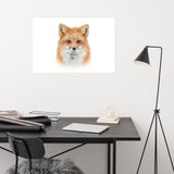 Young Red Fox Face On White Animal Wildlife Nature Photograph Loose Wall Art Print