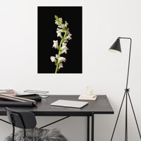 White Snapdragons Floral Nature Photo Loose Unframed Wall Art Prints
