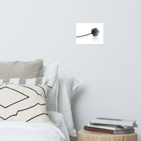 Resting Lotus Flower Black & White Floral Nature Photo Loose Flower Wall Art Print