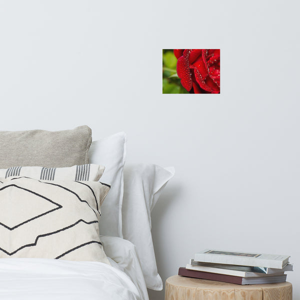Bold and Beautiful Red Rose Floral Nature Photo Loose Unframed Wall Art Prints
