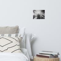 Center of Clematis Floral Nature Photo Loose Unframed Wall Art Prints