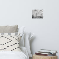 Delicate Rose Petals Black and White Floral Nature Photo Loose Unframed Wall Art Prints