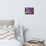 Glowing Iris Moody Midnight Floral Nature Photo Loose Unframed Wall Art Prints