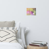 Spider Flower in Glory Light With Spotted Moth Floral Nature Photo Loose Unframed Wall Art Prints